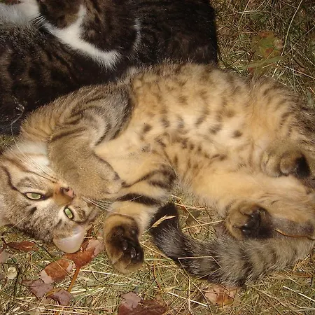 Lehengut Apartamento Eben Im Pongau