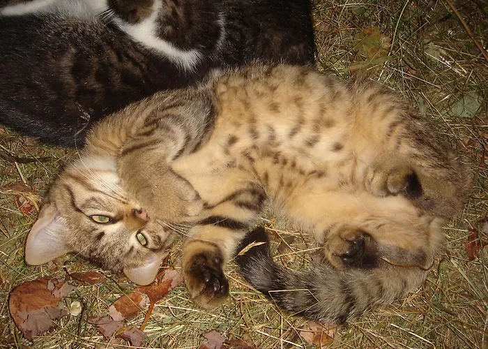 Lehengut アパート エーベン・イム・ポンガウ